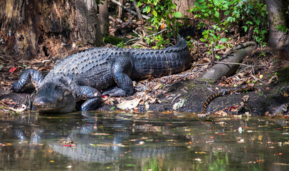 Alligator on the Canal