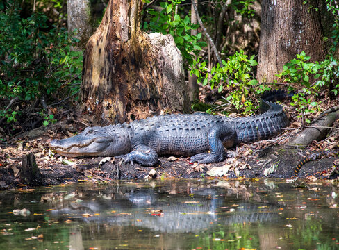 Alligator On The Canal