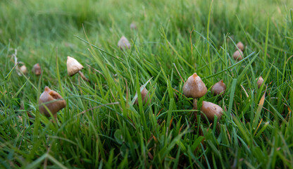 liberty caps also known as magic mushrooms growing in the wild