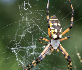 Spider and its Web