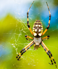 Spider and its Web