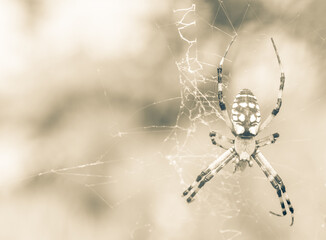 Spider and its Web