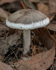 Amanita marmorata var (deadly poisonous Marbled Deathcap) approx 40mm dia - NSW, Australia