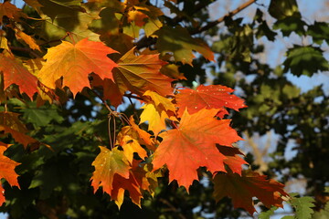 A colorful maple branch with orange carved leaves stands out in the sunlight against the blurred background of the tree.Concept backgrounds and illustrations of autumn.