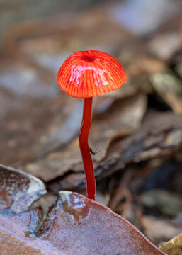 Mycena viscidocruenta (common name, Ruby Bonnet) - approx 15mm dia - Copeland Tops rainforest, NSW, Australia
