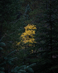 Aspen in evergreens