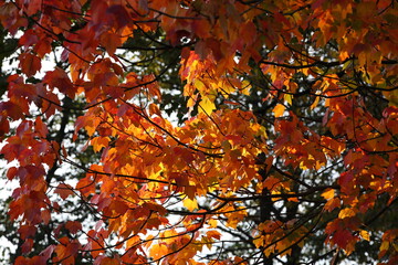 Image of orange maple leaves showing through in bright light.A branch of colorful leaves highlighted by the sun.Beautiful autumn background.Russia