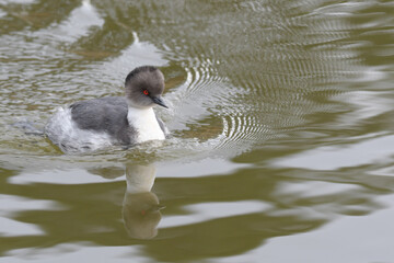 silvery grebe (Podiceps occipitalis) Yala, jujuy 