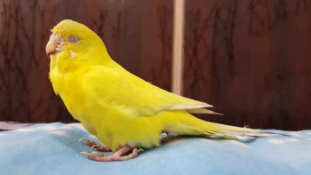 Close-up, a yellow parakeet with a wounded beak, New Delhi, India