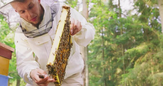 Young male bearded beekeeper in white protective suit, staying behind the hive, with bee hive tool in hand, takes the beehive frame out of the hive and turns it inspecting. There is a lot of