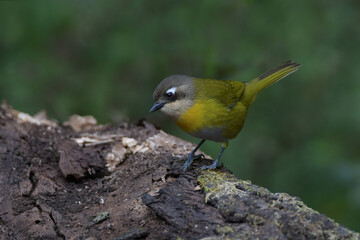 Common bush tanager (Chlorospingus flavopectus) Yala, jujuy 