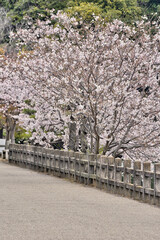 Fototapeta premium 姫路城の桜