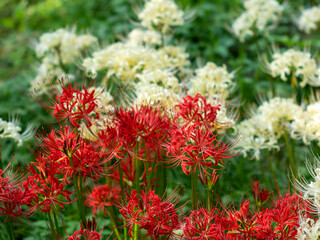 20201003 彼岸花、紅白 01