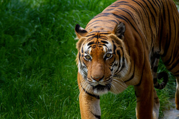 
adult male big tiger on a walk in nature in the park on the green grass in nature