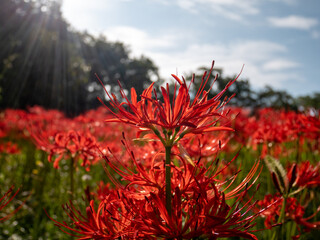 20201003 彼岸花、紅 02