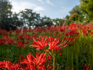20201003 彼岸花、紅 01