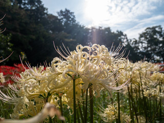 20201003 彼岸花、白 02