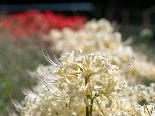 20201003 彼岸花、白 01