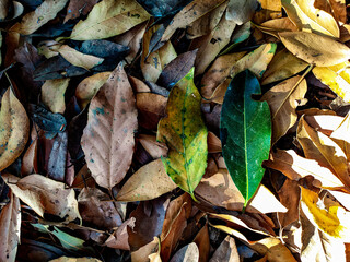 dried bay leaves 