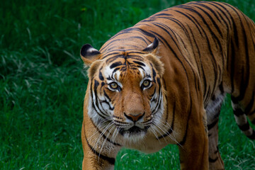 
adult male big tiger on a walk in nature in the park on the green grass in nature