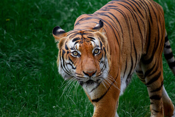 Fototapeta na wymiar adult male big tiger on a walk in nature in the park on the green grass in nature