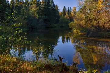 Summer landscape, forest trees are reflected in calm river water against a background of blue sky and white clouds.