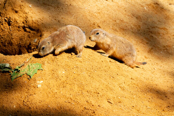 
wild prairie dog on a stone in the wild nature in the desert