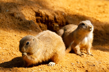 
wild prairie dog on a stone in the wild nature in the desert