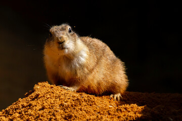 
wild prairie dog on a stone in the wild nature in the desert