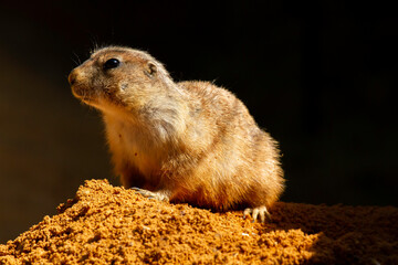 
wild prairie dog on a stone in the wild nature in the desert