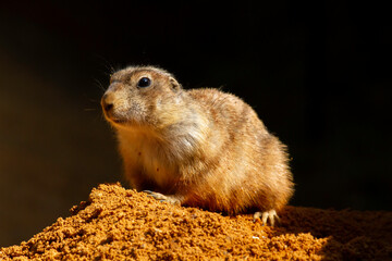 
wild prairie dog on a stone in the wild nature in the desert
