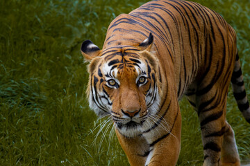 adult male big tiger on a walk in nature in the park on the green grass