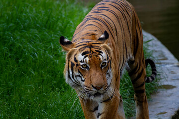 wild adult tiger walks in the grass next to the river in the park during the day