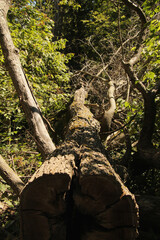Looking Down the Fallen Log