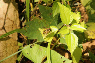 Macro Bee on a Leaf