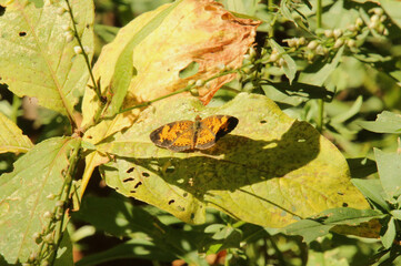 Orange and Black Moth