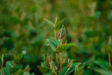 Close up of a plant in the countryside