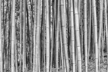 Background with foliage pattern of bamboo trees