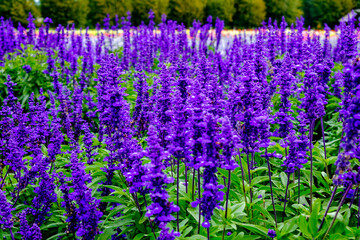 Obraz premium 北海道の花畑