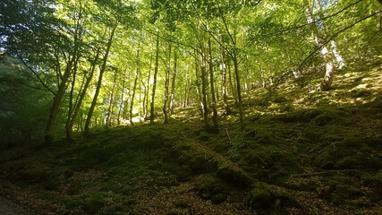 Beech forest landscape in the north of Spain, a summer day at sunset.
