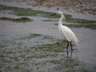 Egret