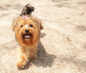 A female Yorkshire Terrier ready to go for a walk and sunbathe