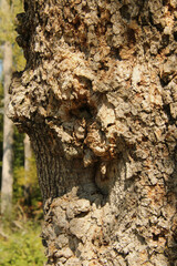 Rough Bark
