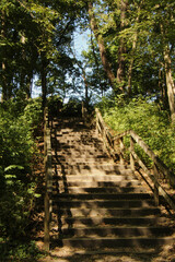 Staircase in the Woods