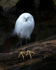 Snowy Egret Stock Photos. Close-up profile view standing on the branch with its fluffy wings and displaying white feather plumage, in  its environment and habitat with a blur background. Image. 