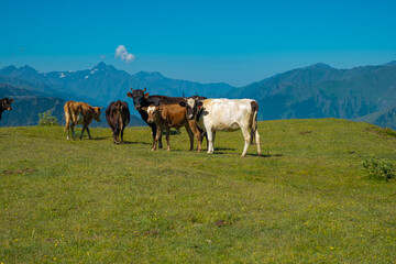 Fototapeta na wymiar Cows grazing on Alpine meadows on the background of a mountainous landscape. On a Sunny summer day. The concept of eco-friendly products 