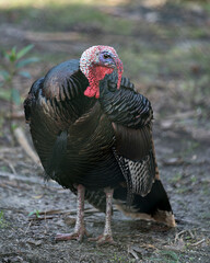 Wild turkey stock photos. Wild turkey close-up profile view in the field with blur foliage background, displaying feathers, beak, tail in its environment and habitat. Thanksgiving. Picture. Image. 
