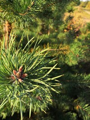 close up of a pine cone