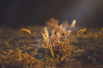 A ray of light