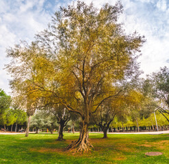 Naklejka premium Olive tree in a park on a cloudy autumn day.